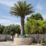 Il giardino � pieno zeppo di piante e alberi inusuali e specie rare, spesso scovate da Ferdinando in giro per il mondo. Come l�imponente �Palma del Cile�, posta proprio davanti al cancello d�entrata